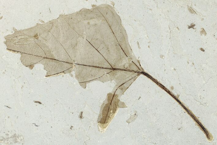 Fossil Leaf (Populus) - Green River Formation, Utah #256817